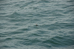 DSC_4774.jpg